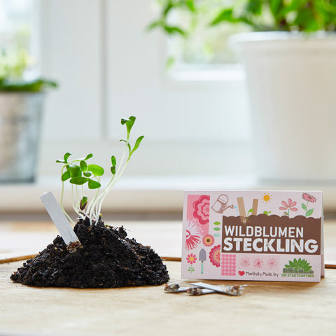 Saatgut-Steckling "Wildblumen"