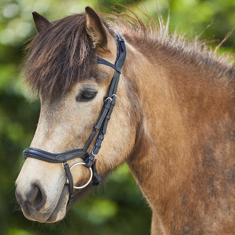 Island Trensenzaum anatomic