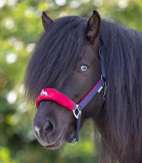 Island Halfter Hellnar