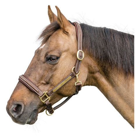 Lederhalfter mit Plakette, L-pro West