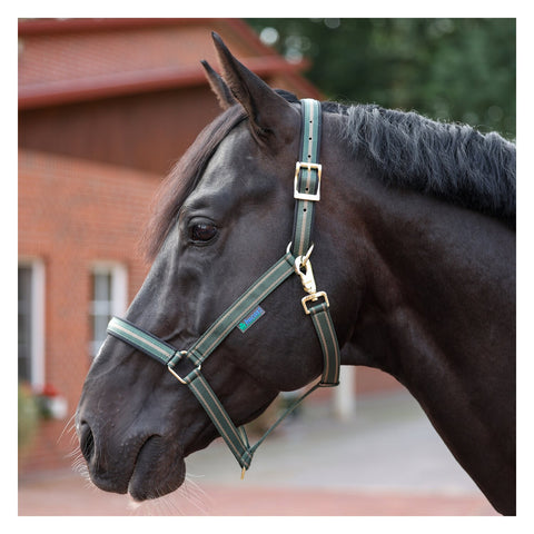 bucas Halfter Dublin