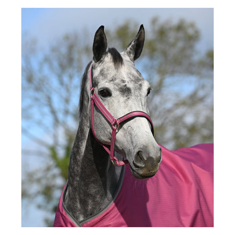 bucas Halfter Dublin