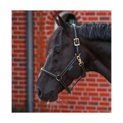 bucas Halfter Dublin