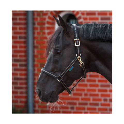 bucas Halfter Dublin