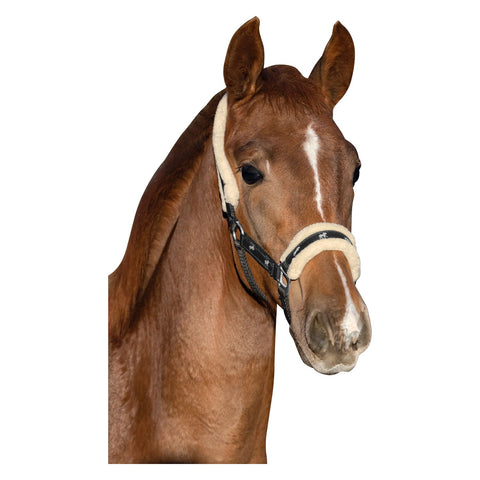 Loesdau Fohlenhalfter