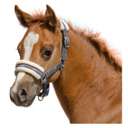 Loesdau Fohlenhalfter