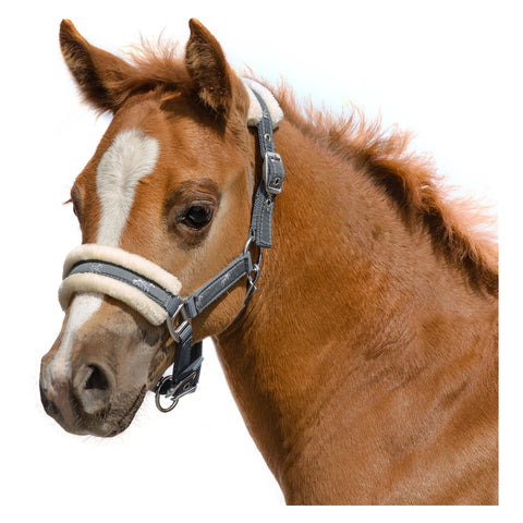 Loesdau Fohlenhalfter