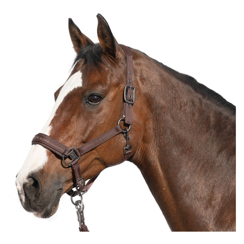 Cheval de Luxe Halfter Lyon