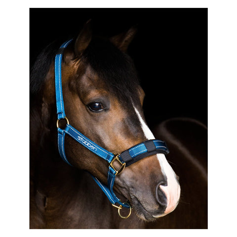 Stübben Stallhalfter