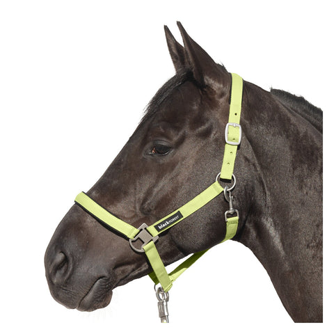 black forest Halfter