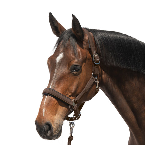 Cheval de Luxe Halfter Toulouse