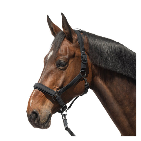 Cheval de Luxe Halfter Toulouse