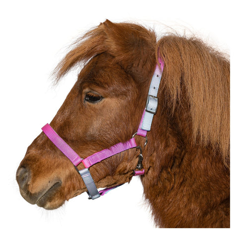 black forest Halfter Solihull