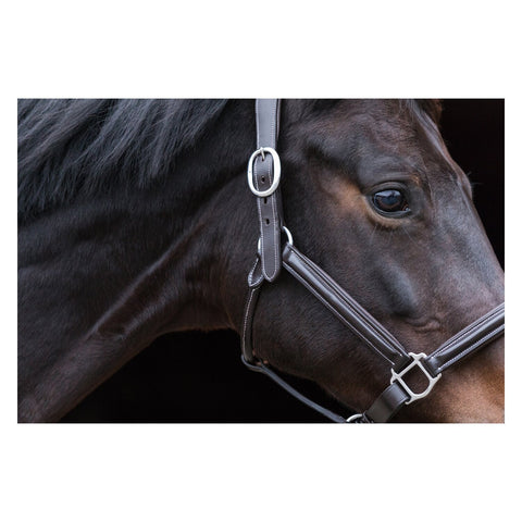 EQUINE MICROTEC Lederhalfter mit Kontrastnähten