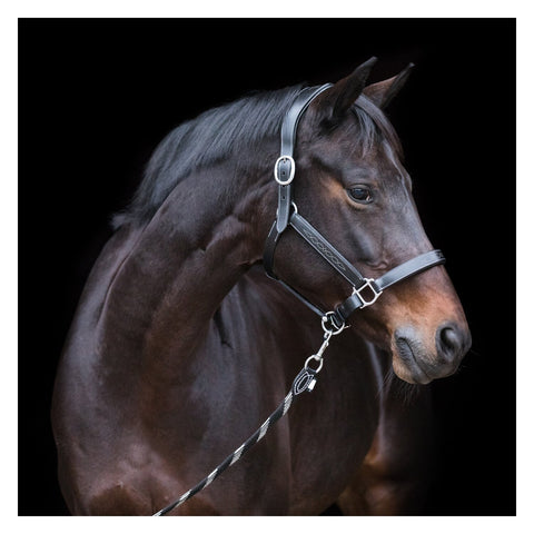 EQUINE MICROTEC Lederhalfter