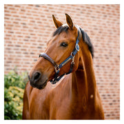 HORSEWARE Signature Halfter