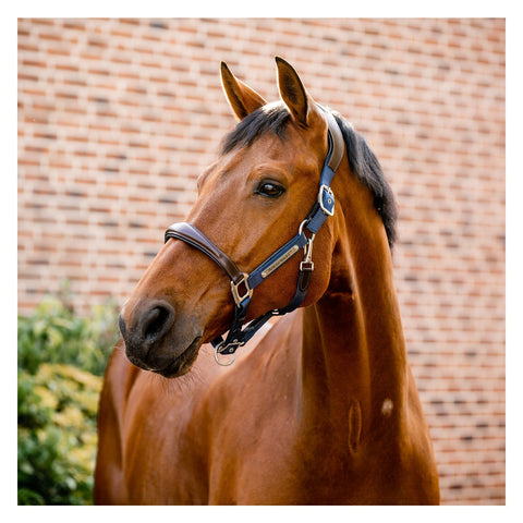 HORSEWARE Signature Halfter