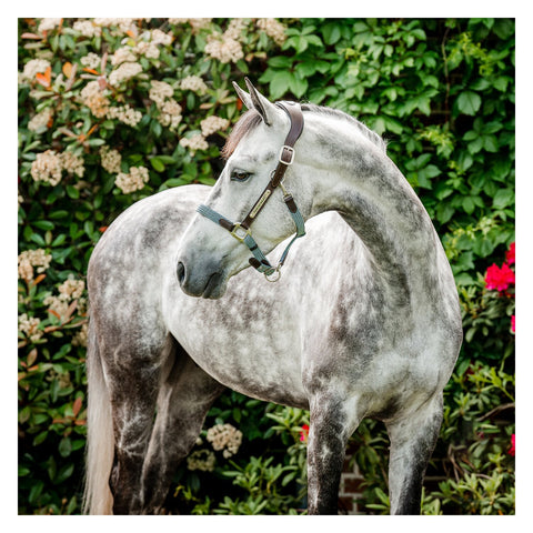 HORSEWARE Signature Halfter Braided