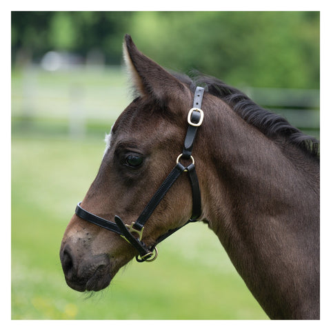 MONTIVUM Fohlen-Showhalfter