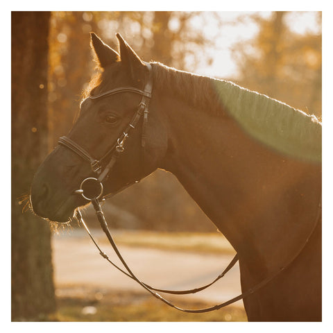 DÖBERT Wanderreitzaum Kiel