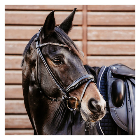 DÖBERT Trensenzaum Berlin