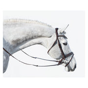 DÖBERT Trensenzaum Mainz