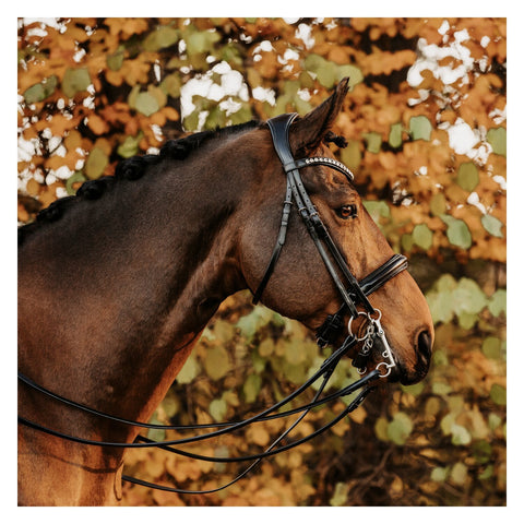 DÖBERT Kandarenzaum Hamburg