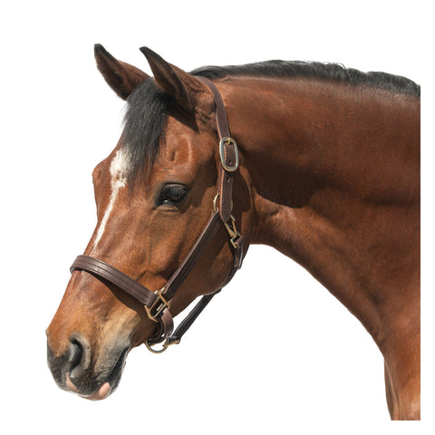 Passion 4Q Lederhalfter