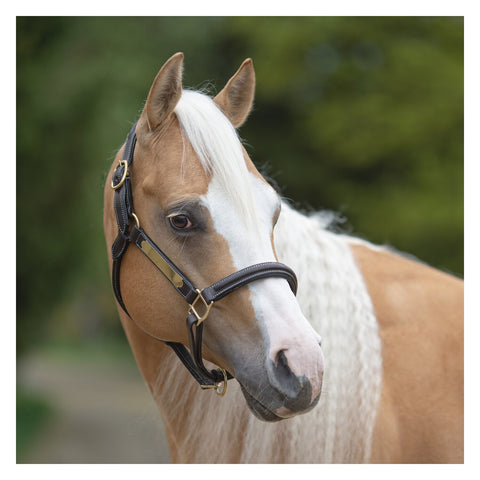 Passion 4Q Lederhalfter mit Plakette