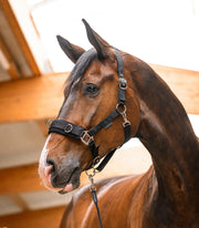 Longierhalfter Economic