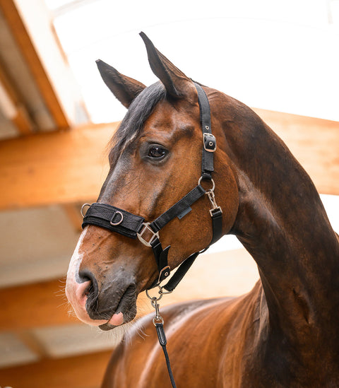 Longierhalfter Economic