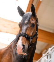 Longierhalfter Economic