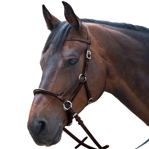 Linda Tellington Jones Lindel